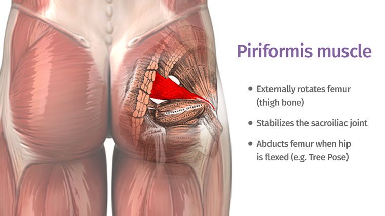 What Is The Piriformis Muscle & Why Does It Hurt So Much?