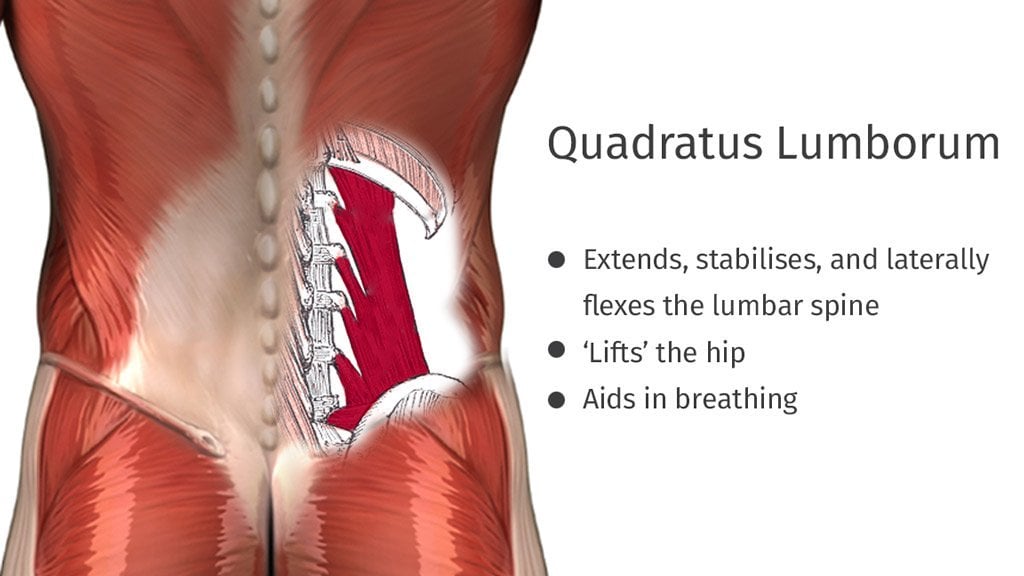 The Psoas Iliacus Quadratus Lumborum And Piriformis Connecting The Back And Hips Ekhart Yoga
